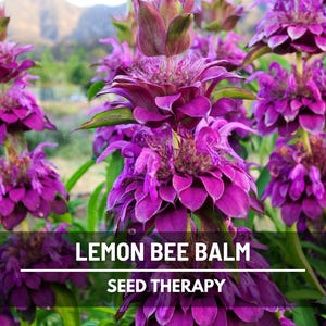 Close-up of Lemon Bee Balm (Monarda citriodora) showing layered flower heads – Seed Therapy