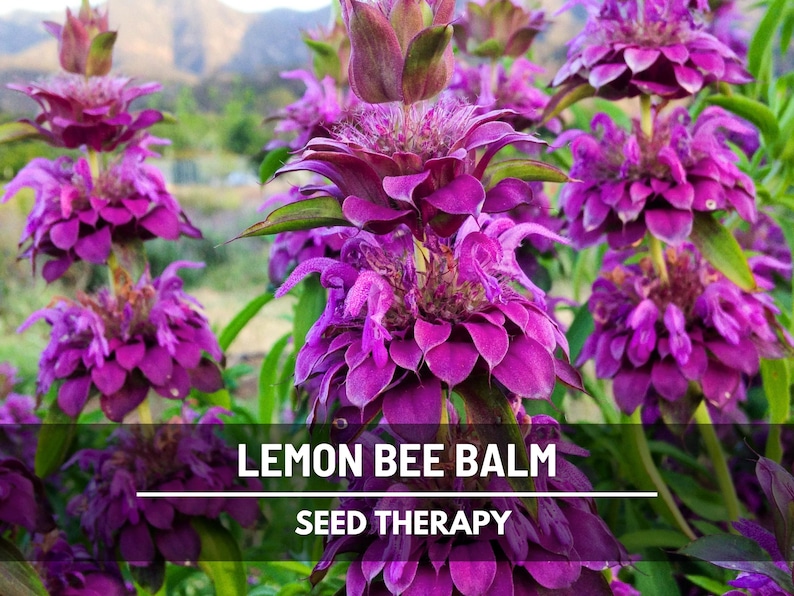 Close-up of Lemon Bee Balm (Monarda citriodora) showing layered flower heads – Seed Therapy