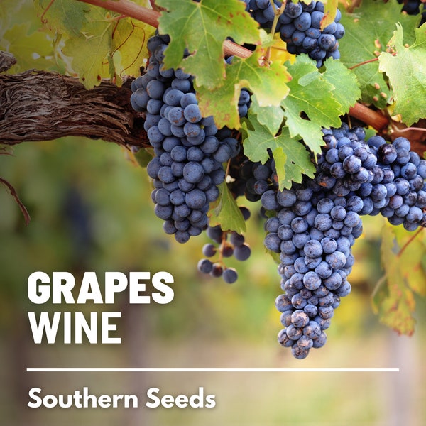 Grapes, Wine - 35 Seeds - Heirloom Fruit - Perfect for Wine-making (Vitis vinifera)