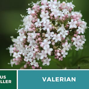 Valerian 50 Seeds Heirloom Herb, Medicinal Herb, Pinkish-White Flowers, Non-GMO Valeriana officinalis image 6