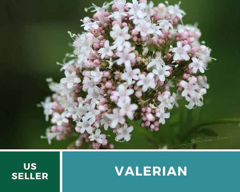 Valerian 50 Seeds Heirloom Herb, Medicinal Herb, Pinkish-White Flowers, Non-GMO Valeriana officinalis image 6