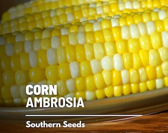 Corn, Ambrosia - 60 Seeds - Sweet Corn - Hybrid Vegetable - Non-GMO (Zea mays)