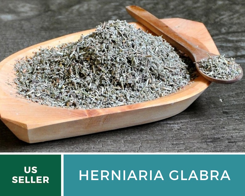 Rupturewort Green Carpet 100 Seeds Medicinal & Edible Etsy