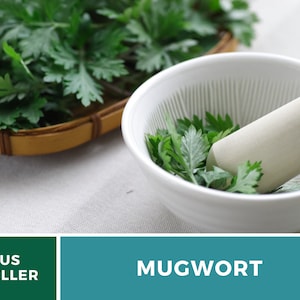 May include: Mugwort leaves in a white mortar and pestle. The leaves are green and have a slightly fuzzy texture. The mortar and pestle are made of ceramic and have a white glaze. The leaves are ready to be ground into a powder.