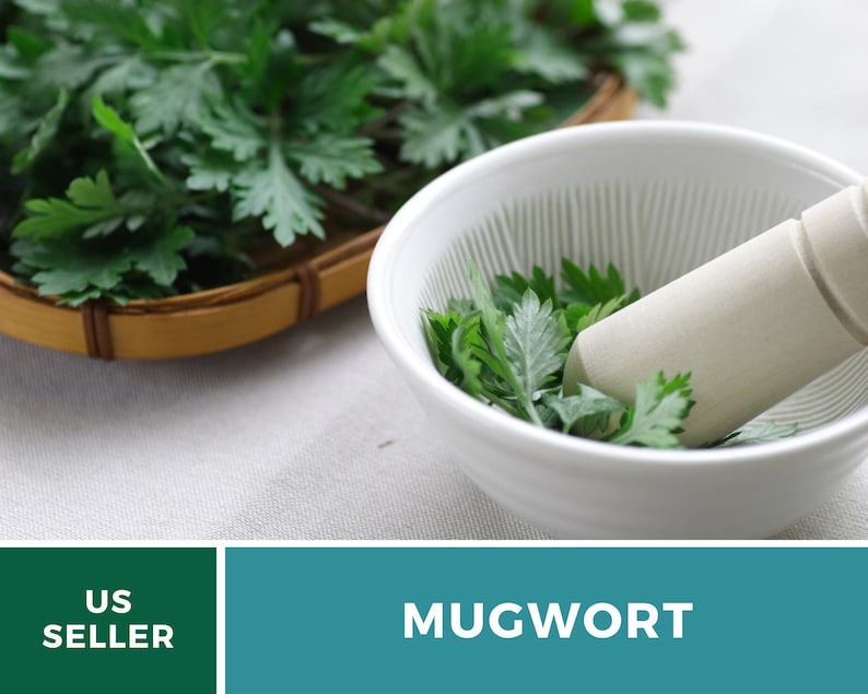 May include: Mugwort leaves in a white mortar and pestle. The leaves are green and have a slightly fuzzy texture. The mortar and pestle are made of ceramic and have a white glaze. The leaves are ready to be ground into a powder.