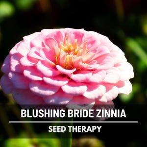 Pode incluir: Um close-up de uma flor rosa Z&iacute;nia Blushing Bride com m&uacute;ltiplas camadas de p&eacute;talas. A flor tem um centro amarelo e est&aacute; definida contra um fundo verde desfocado. O texto "BLUSHING BRIDE ZINNIA" e "SEED THERAPY" &eacute; exibido.