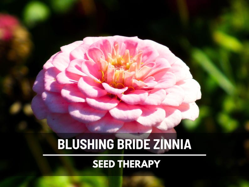 Pode incluir: Um close-up de uma flor rosa Z&iacute;nia Blushing Bride com m&uacute;ltiplas camadas de p&eacute;talas. A flor tem um centro amarelo e est&aacute; definida contra um fundo verde desfocado. O texto "BLUSHING BRIDE ZINNIA" e "SEED THERAPY" &eacute; exibido.