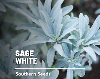 Sage, White (Smudging Sage) - 50 Seeds - Heirloom Herb, Sacred Plant, Medicinal, Spiritual Cleansing, Garden Gift, Non-GMO (Salvia apiana)