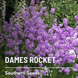 Dames Rocket - 200 Seeds - Heirloom Flower - Fragrant and Colorful Blooms (Hesperis matronalis)