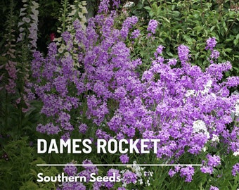 Dames Rocket - 200 Seeds - Heirloom Flower - Fragrant and Colorful Blooms (Hesperis matronalis)