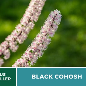 Black Cohosh Bugbane 25 Seeds Heirloom Medicinal Herb Ornamental Flower Cimicifuga ramosa atropurpurea image 9