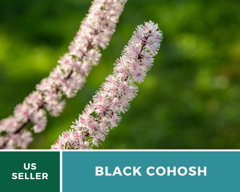 Black Cohosh Bugbane 25 Seeds Heirloom Medicinal Herb Ornamental Flower Cimicifuga ramosa atropurpurea image 9