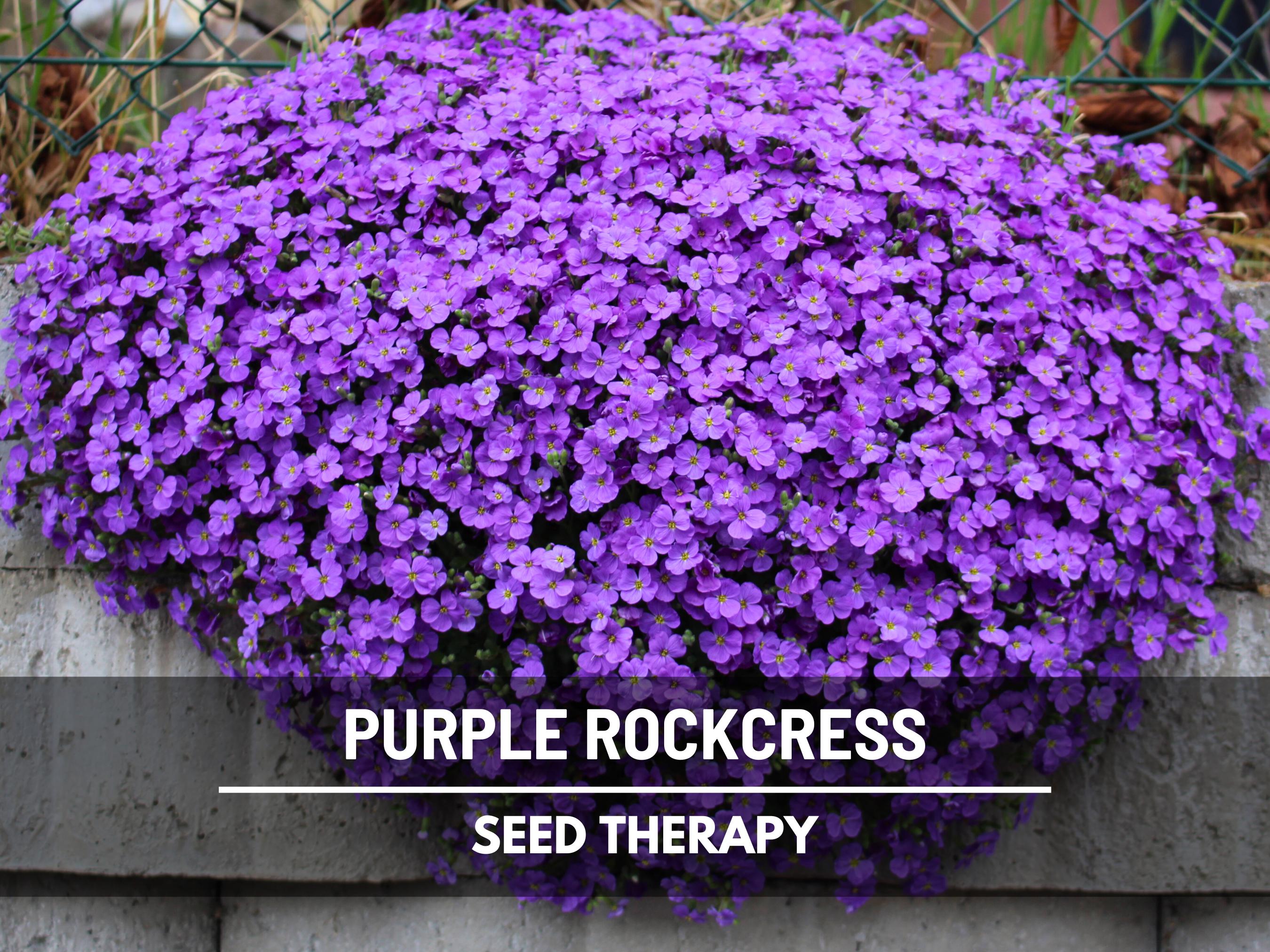 Cascade Purple Rockcress Seeds – Vibrant Flower, Spreading Ground Cover, Attracts Pollinators, Easy, Great for Baskets | 250 Seeds