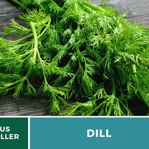 May include: A bunch of fresh green dill herb with feathery, needle-like leaves and thin stems. The image includes a dark green rectangular graphic at the bottom with the white text US SELLER and a teal rectangle with the white text DILL.