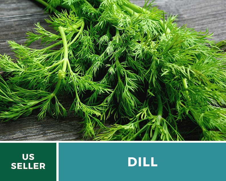 May include: A bunch of fresh green dill herb with feathery, needle-like leaves and thin stems. The image includes a dark green rectangular graphic at the bottom with the white text US SELLER and a teal rectangle with the white text DILL.