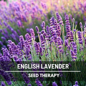 English Lavender Seeds (True Lavender) – Heirloom, Culinary & Medicinal Herb, Fragrant Flower and Mosquito Repellent | 100 Seeds