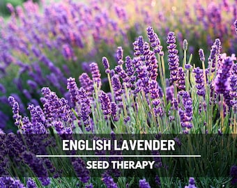 English Lavender Seeds (True Lavender) – Heirloom, Culinary & Medicinal Herb, Fragrant Flower and Mosquito Repellent | 100 Seeds