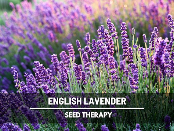 English Lavender Seeds (True Lavender) – Heirloom, Culinary & Medicinal Herb, Fragrant Flower and Mosquito Repellent | 100 Seeds