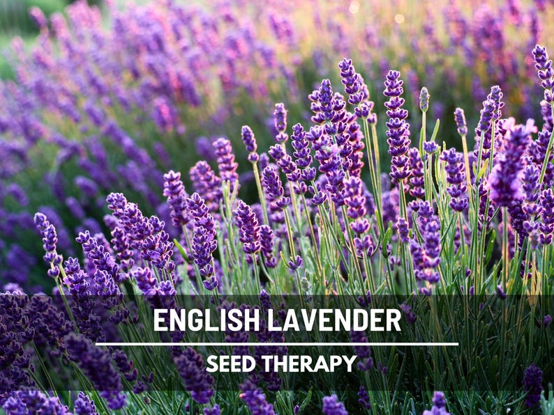 English Lavender Seeds (True Lavender) – Heirloom, Culinary & Medicinal Herb, Fragrant Flower and Mosquito Repellent | 100 Seeds Bild 1
