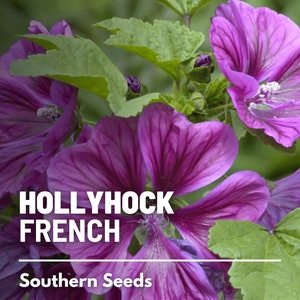 Hollyhock, French - 25 Seeds - Heirloom Flower - Medicinal Herb (Malva sylvestris)