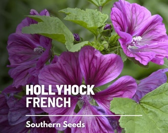 Hollyhock, French - 25 Seeds - Heirloom Flower - Medicinal Herb (Malva sylvestris)