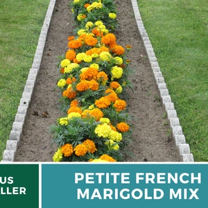 May include: A row of petite French marigold flowers in a mix of yellow and orange blooms, planted in a garden bed with gray stone edging.