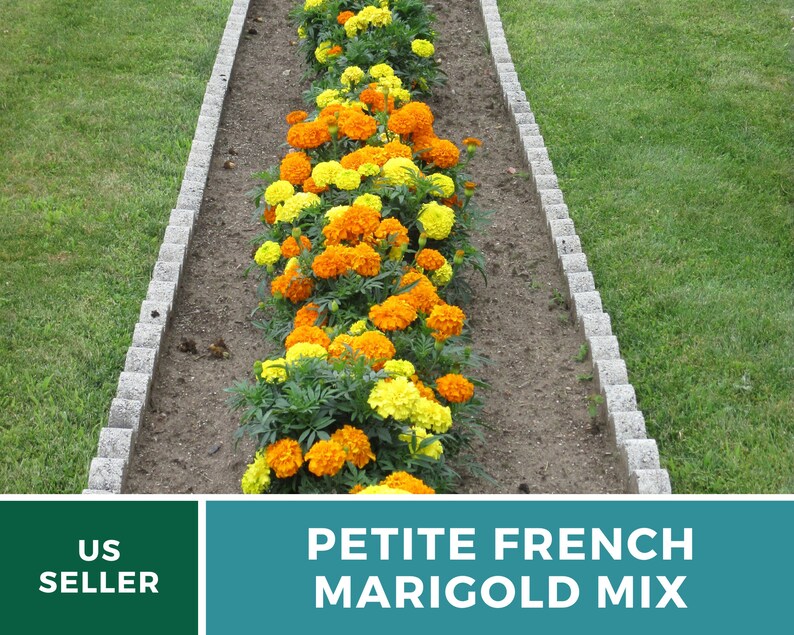 May include: A row of petite French marigold flowers in a mix of yellow and orange blooms, planted in a garden bed with gray stone edging.