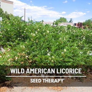 Wild American Licorice plant growing outdoors under blue sky – Seed Therapy