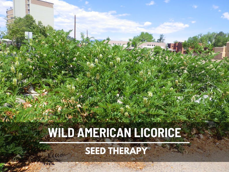 Wild American Licorice plant growing outdoors under blue sky – Seed Therapy