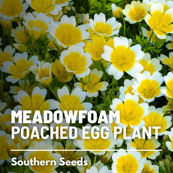 Meadowfoam (Poached Egg Plant) - 50 Seeds - Heirloom Flower - White Blooms with Yellow Centers (Limnanthes douglasii)