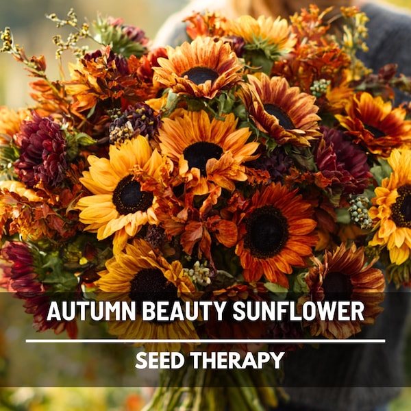 Autumn Beauty Sunflower Seeds – Heirloom, Warm Multicolored Blooms (25 Seeds)