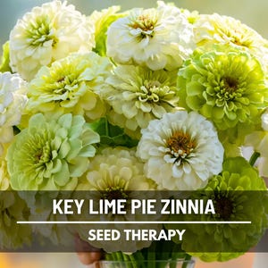 Key Lime Pie Zinnia Seeds – Heirloom Flower, Large Double Blooms, Polar Bear & Envy Mix, Easy to Grow | 100 Seeds image 1