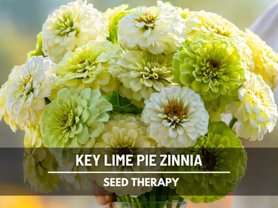 Key Lime Pie Zinnia Seeds – Heirloom Flower, Large Double Blooms, Polar Bear & Envy Mix, Easy to Grow | 100 Seeds