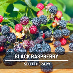 Black Raspberry Seeds – Heirloom, Hardy and Easy to Grow (30 Seeds) - Etsy