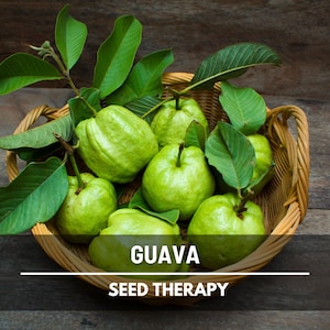 Guava, Common - 25 Seeds - Heirloom Fruit Tree, Evergreen Shrub, Also Known as Yellow or Lemon Guava, Exotic and Sweet (Psidium guajava)