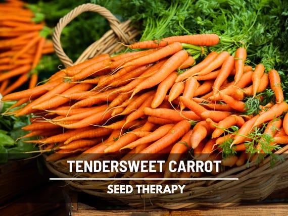 Tendersweet Carrot Seeds – Heirloom Sweet Carrot, Open Pollinated & Non‑GMO, Easy to Grow Garden Favorite | 250 Seeds