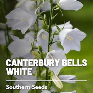 Canterbury Bells, White - 100 Seeds - Heirloom Flower - Elegant White Blooms (Campanula medium)