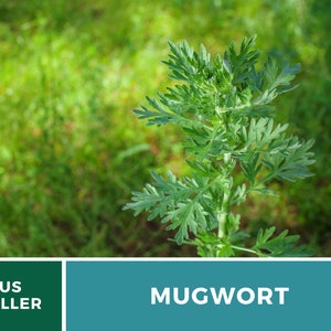 May include: A close-up of a green mugwort plant growing in a field. The plant has feathery leaves and a tall stem. The background is blurred and green.