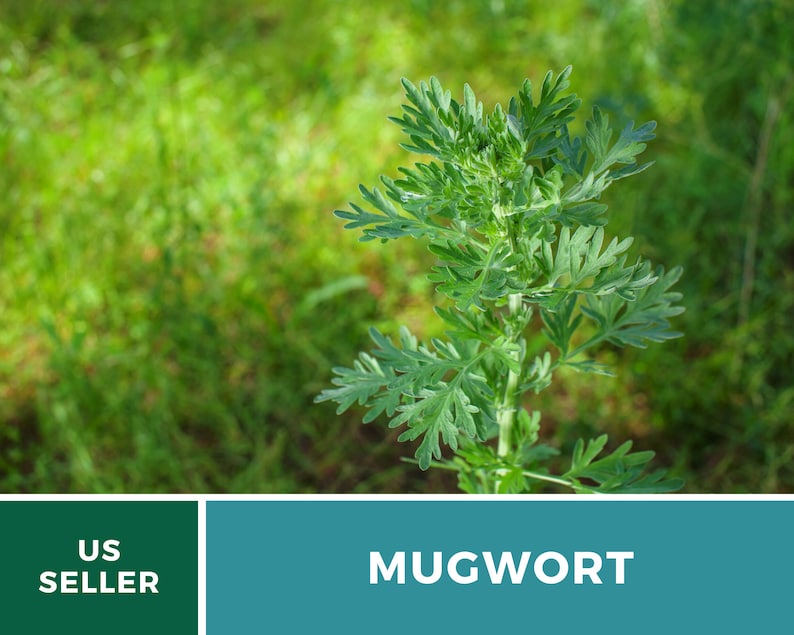 May include: A close-up of a green mugwort plant growing in a field. The plant has feathery leaves and a tall stem. The background is blurred and green.