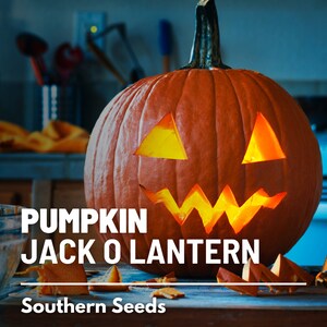 May include: A carved pumpkin jack-o'-lantern with a lit candle inside. The pumpkin is orange and has a scary face carved into it. The pumpkin is sitting on a wooden table with some pumpkin pieces scattered around it. The text "Pumpkin Jack O Lantern" and "Southern Seeds" is visible in the image.