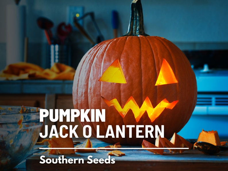 May include: A carved pumpkin jack-o'-lantern with a lit candle inside. The pumpkin is orange and has a scary face carved into it. The pumpkin is sitting on a wooden table with some pumpkin pieces scattered around it. The text "Pumpkin Jack O Lantern" and "Southern Seeds" is visible in the image.