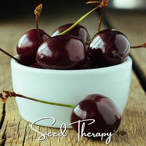 Semillas de cerezo negro – Variedad tradicional, no transgénica, fruto silvestre autóctono comestible (15 semillas)