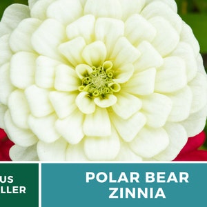 May include: A close-up of a white Zinnia flower with a green center. The flower is in focus and the background is blurred. The text "POLAR BEAR ZINNIA" is visible below the flower.