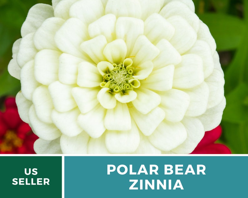 May include: A close-up of a white Zinnia flower with a green center. The flower is in focus and the background is blurred. The text "POLAR BEAR ZINNIA" is visible below the flower.