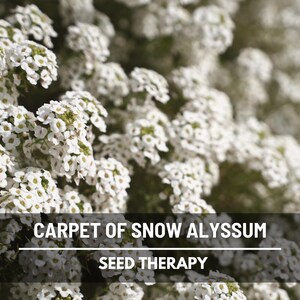 Carpet of Snow Alyssum Seeds – Heirloom Groundcover, Honey-Scented White Flowers & Spreading Variety, Long Lasting | 250 Seeds