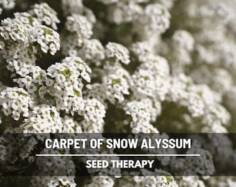 Carpet of Snow Alyssum Seeds – Heirloom Groundcover, Honey-Scented White Flowers & Spreading Variety, Long Lasting | 250 Seeds