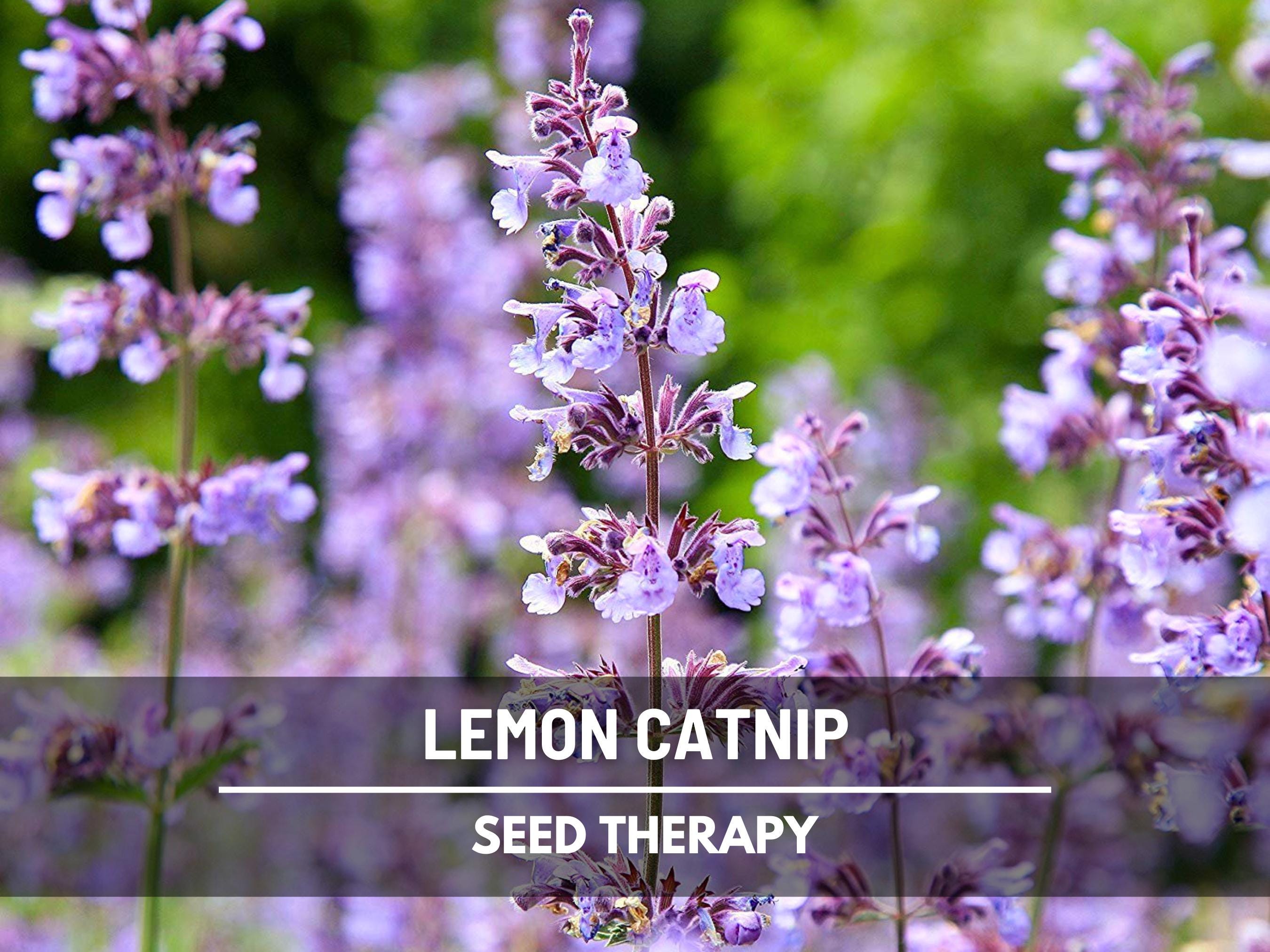 Lemon Catnip Seeds – Heirloom Culinary and Medicinal Herb, Lemon Scented, Non-GMO, Cat’s Favorite | 250 Seeds