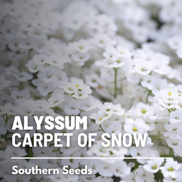 Alyssum, Carpet of Snow Sweet - 250 Seeds - Heirloom Flower - Wildflower Garden Plant Seeds, Non-GMO (Lobularia maritima)