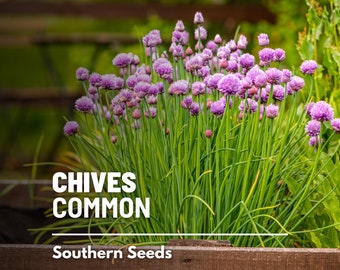 Chives, Common - 100 Seeds - Heirloom Culinary & Medicinal Herb - Non-GMO (Allium schoenoprasum)