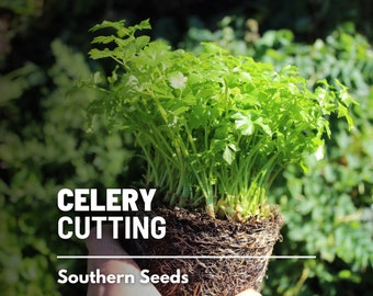 Celery, Cutting (Leaf Celery) - 200 Seeds - Heirloom - Open Pollinated - Non-GMO (Apium graveolens)